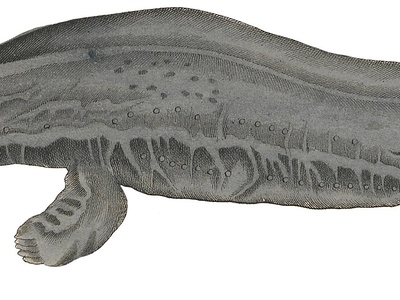 Hellbender