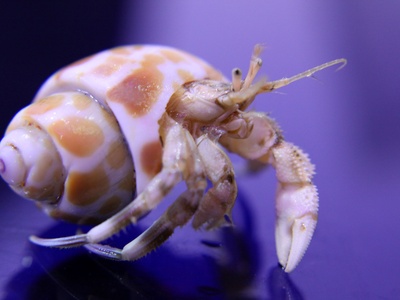 Hermit Crab