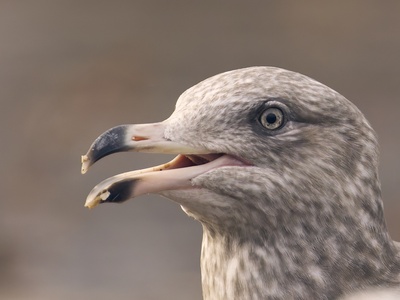 Herring Gull