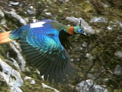 Himalayan Monal