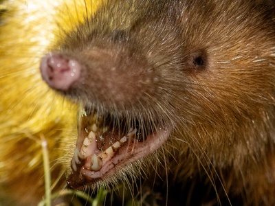 Hispaniolan Solenodon