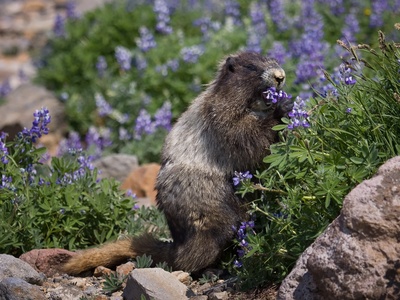 Hoary Marmot
