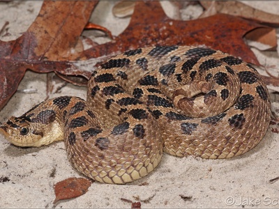 Hognose Snake