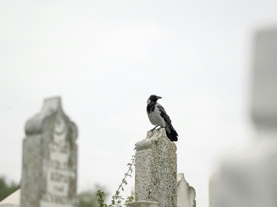 Hooded Crow