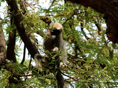 Hoolock Gibbon