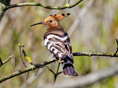 Hoopoe