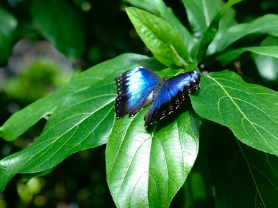 Hops Blue Butterfly
