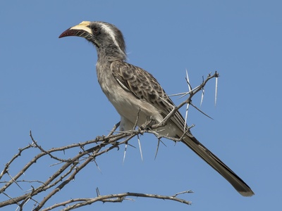 Hornbill