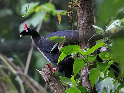 Horned Guan