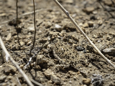 Horned Lizard