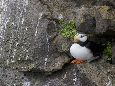 Horned Puffin