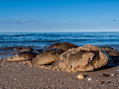 Horseshoe Crab