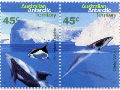 Hourglass Dolphin