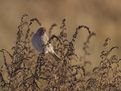 House Finch