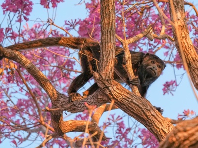 Howler Monkey