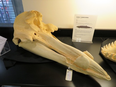 Hubbs' Beaked Whale