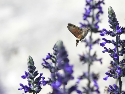 Hummingbird Hawk-Moth