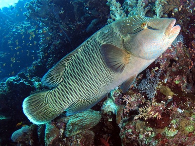 Humphead Wrasse