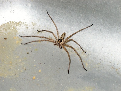 Huntsman Spider
