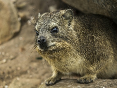 Hyrax