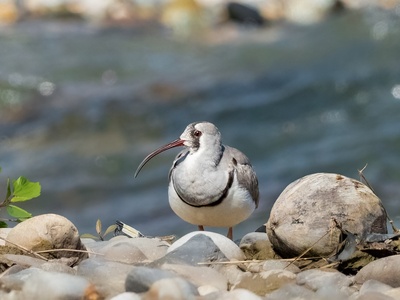 Ibisbill