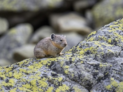 Ili pika
