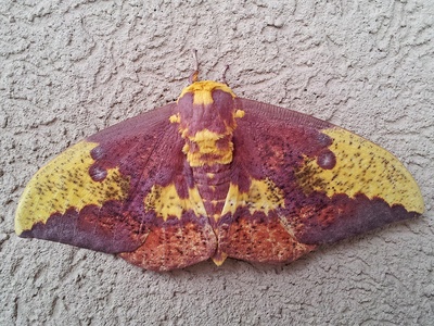 Imperial moth