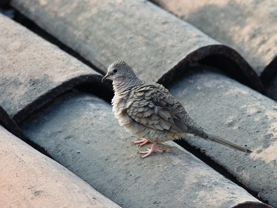 Inca dove