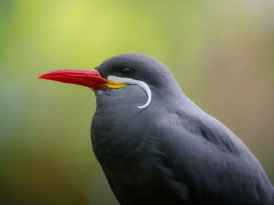 Inca tern
