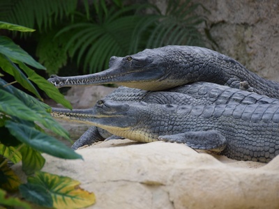 Indian gharial