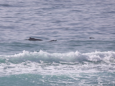 Indian Ocean Humpback Dolphin