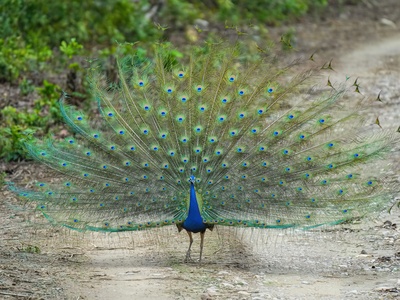 Indian peafowl