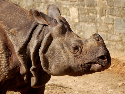 Indian rhinoceros