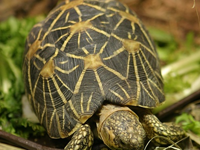 Indian star tortoise
