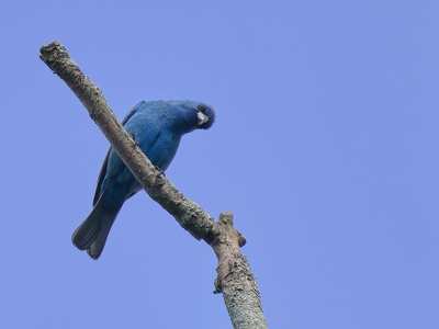 Indigo bunting