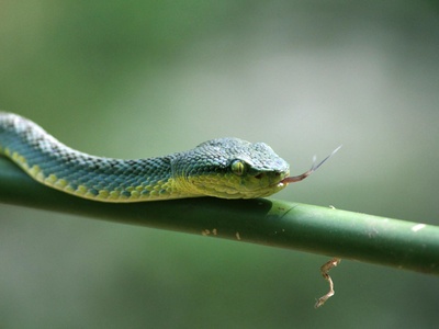 Indigo snake, eastern
