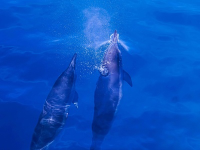 Indo-Pacific Bottlenose Dolphin