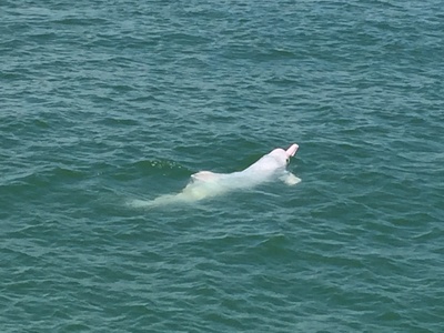 Indo-Pacific Humpback Dolphin