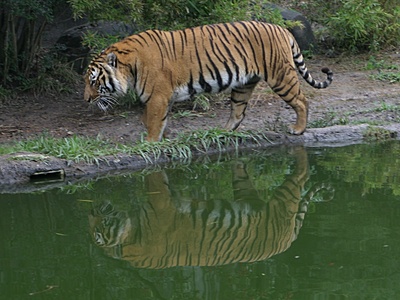 Indochinese tiger