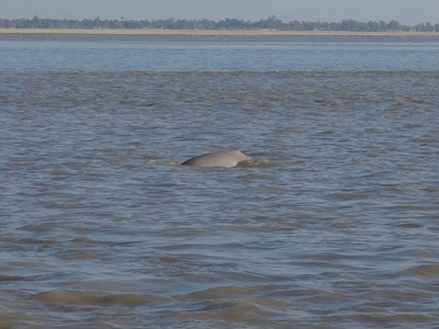 Indus river dolphin