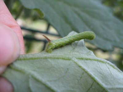 Integrated Pest Management (IPM)