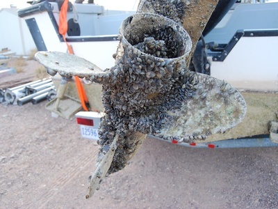 Invasive Species