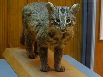 Iriomote cat