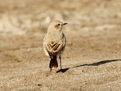 Isabelline wheatear