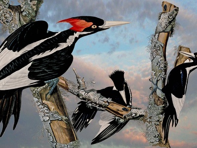 Ivory-billed woodpecker