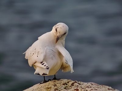 Ivory gull