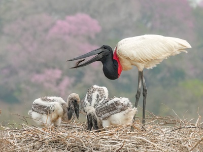 Jabiru