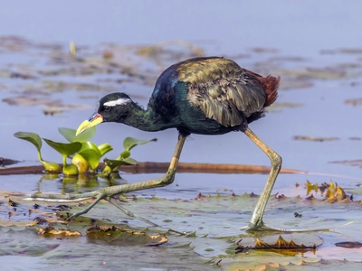 Jacana