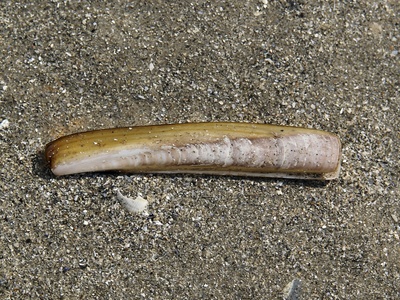 Jack-knife Clam