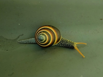 Janthina Snail
